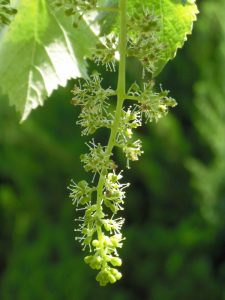 ぶどうのグリーンカーテン