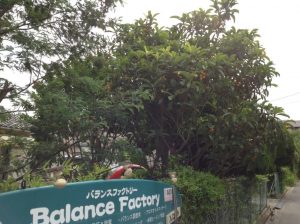 バランスファクトリーのびわ
