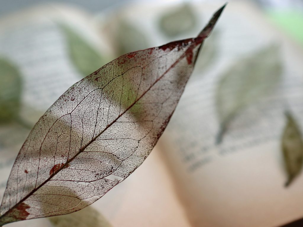 毛細血管イメージ