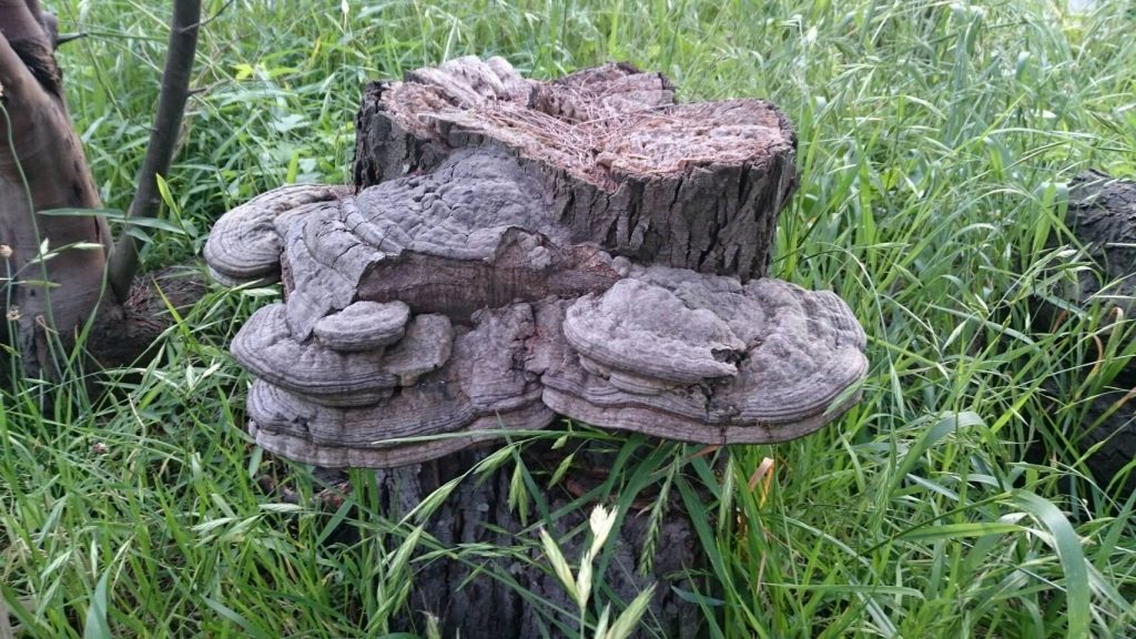 サルノコシカケ