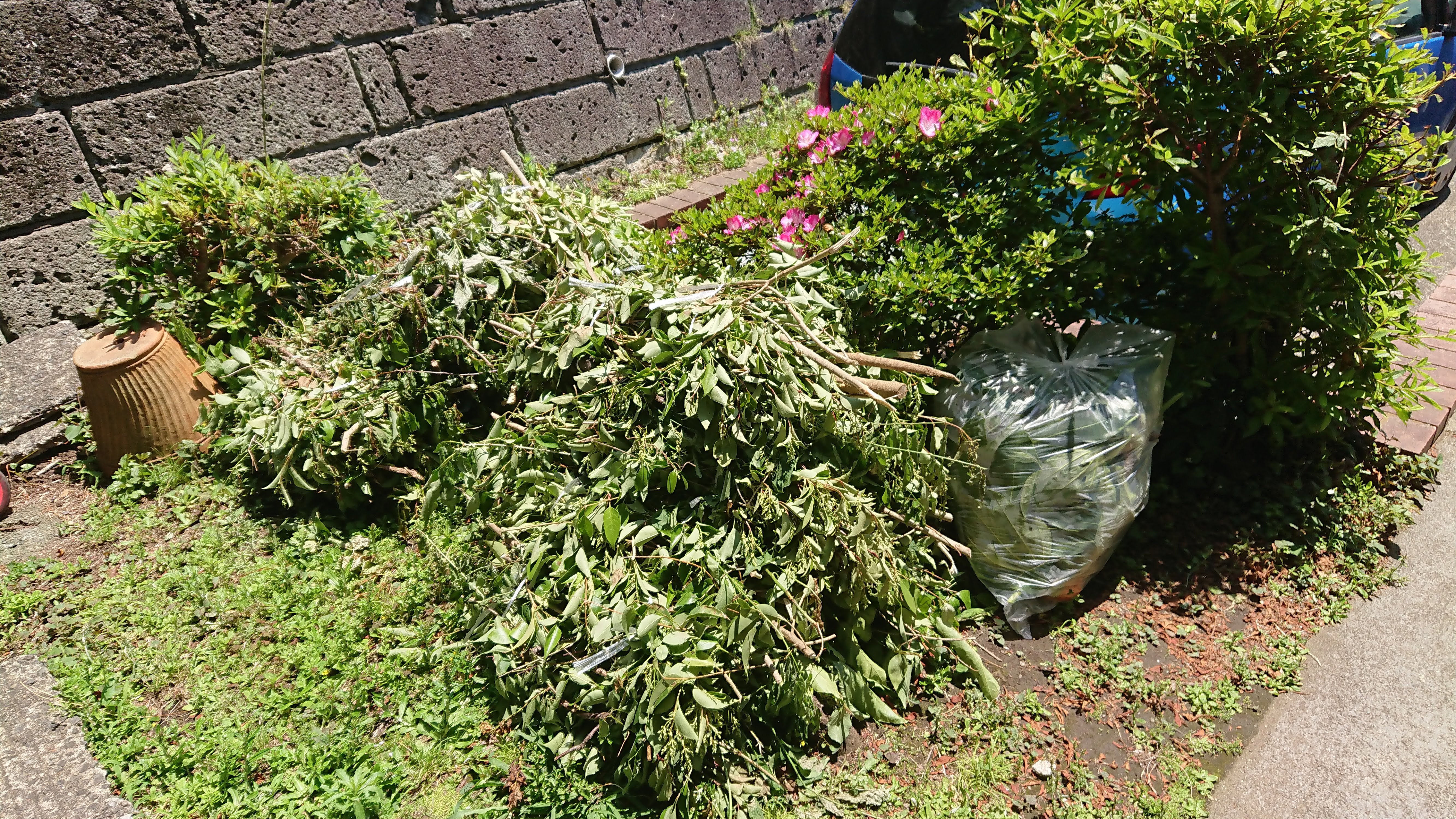 剪定で身体の衣替え