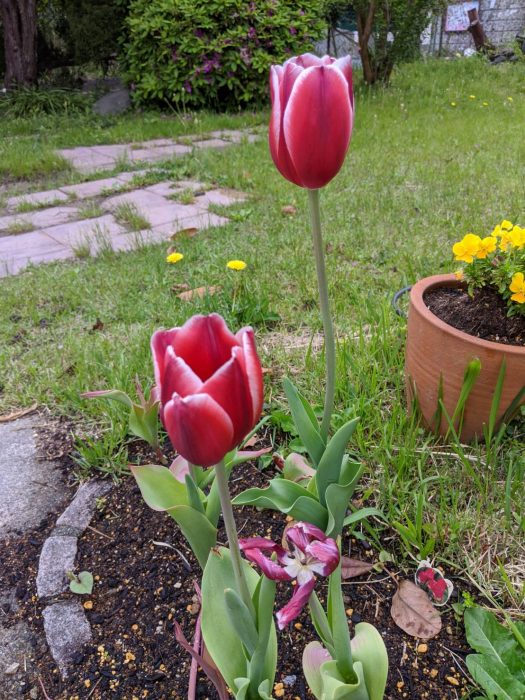 2020チューリップ開花1