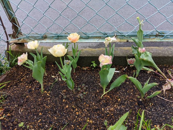 2020チューリップ開花2