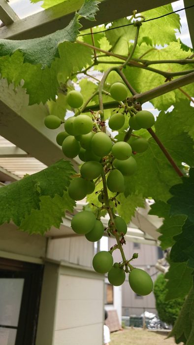 2020ブドウ2