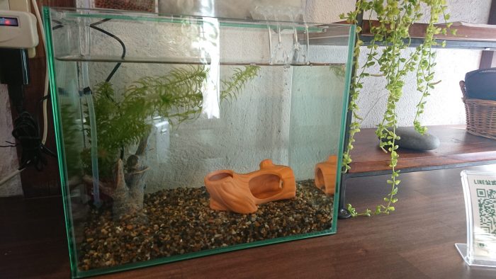 水槽立ち上げ