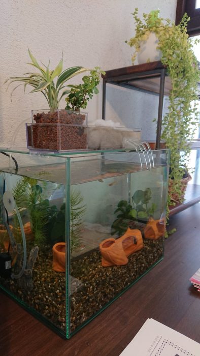 メダカの入った小さな地球ビオトープ