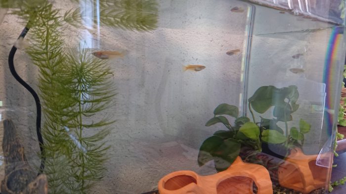 メダカの入った小さな地球ビオトープ1