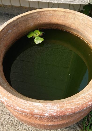 グリーンウォーター