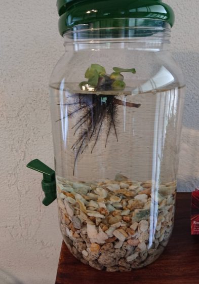 メダカの赤ちゃん（針子）1