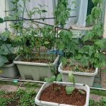 グリーンカーテン的家庭菜園