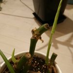 モンステラ新芽1