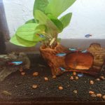 ネオンテトラ、オトシンクルス、ミナミヌマエビ