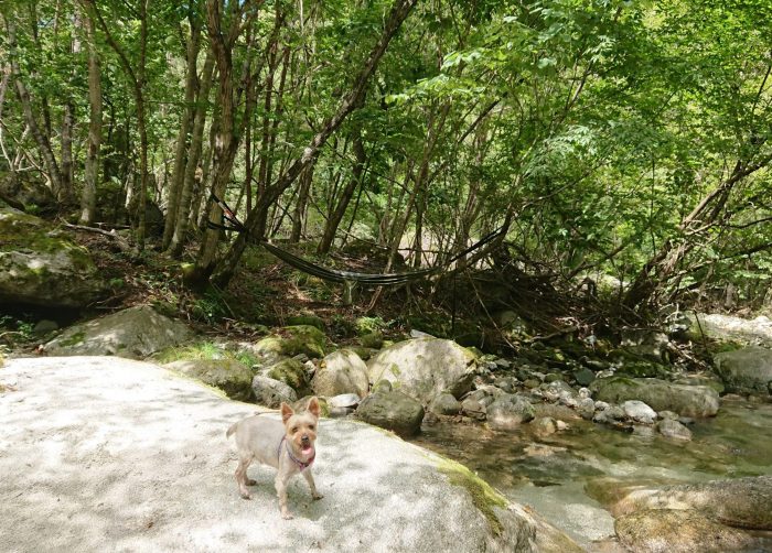 夏休み愛犬とキャンプ2